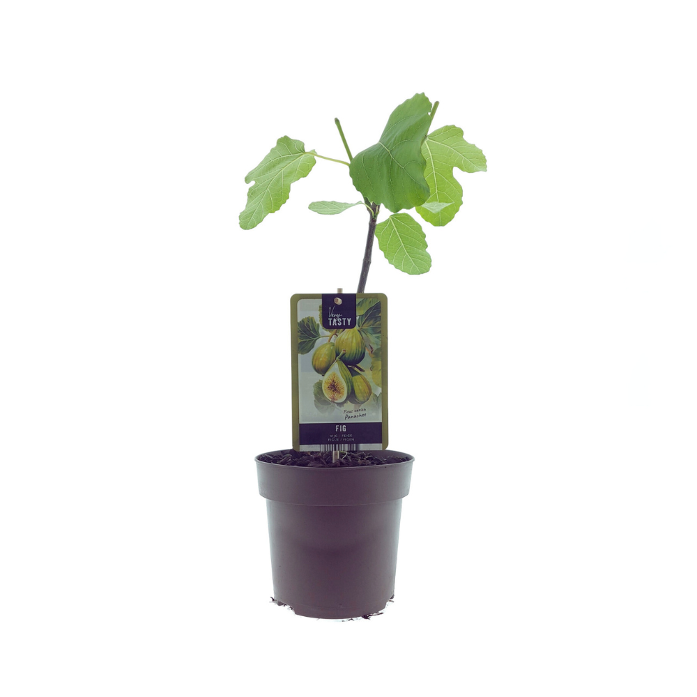 🌿 Ficus carica ‘Panachée’ – Bonte Vijgenboom