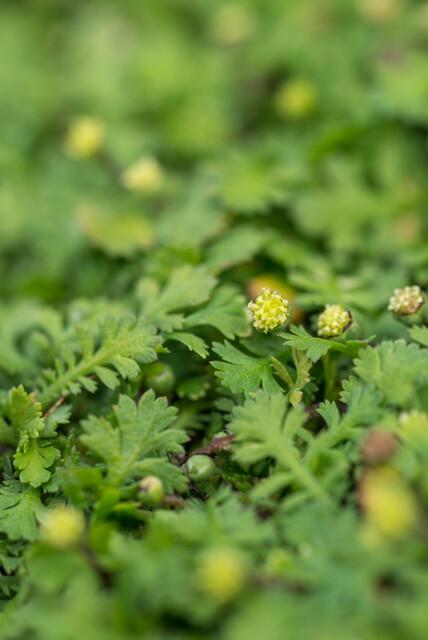 🌿 Leptinella squalida – Winterharde Lage Bodembedekker (24 stuks)