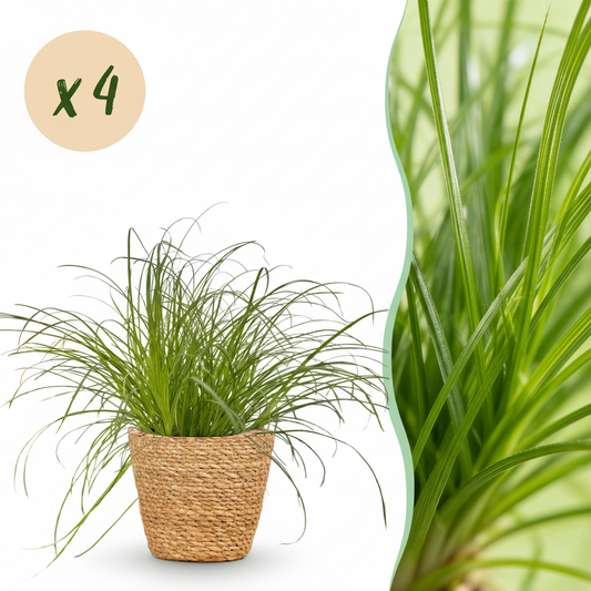 🌿 Cyperus alternifolius ‘Zumula’ – Kattengras | (4 stuks)