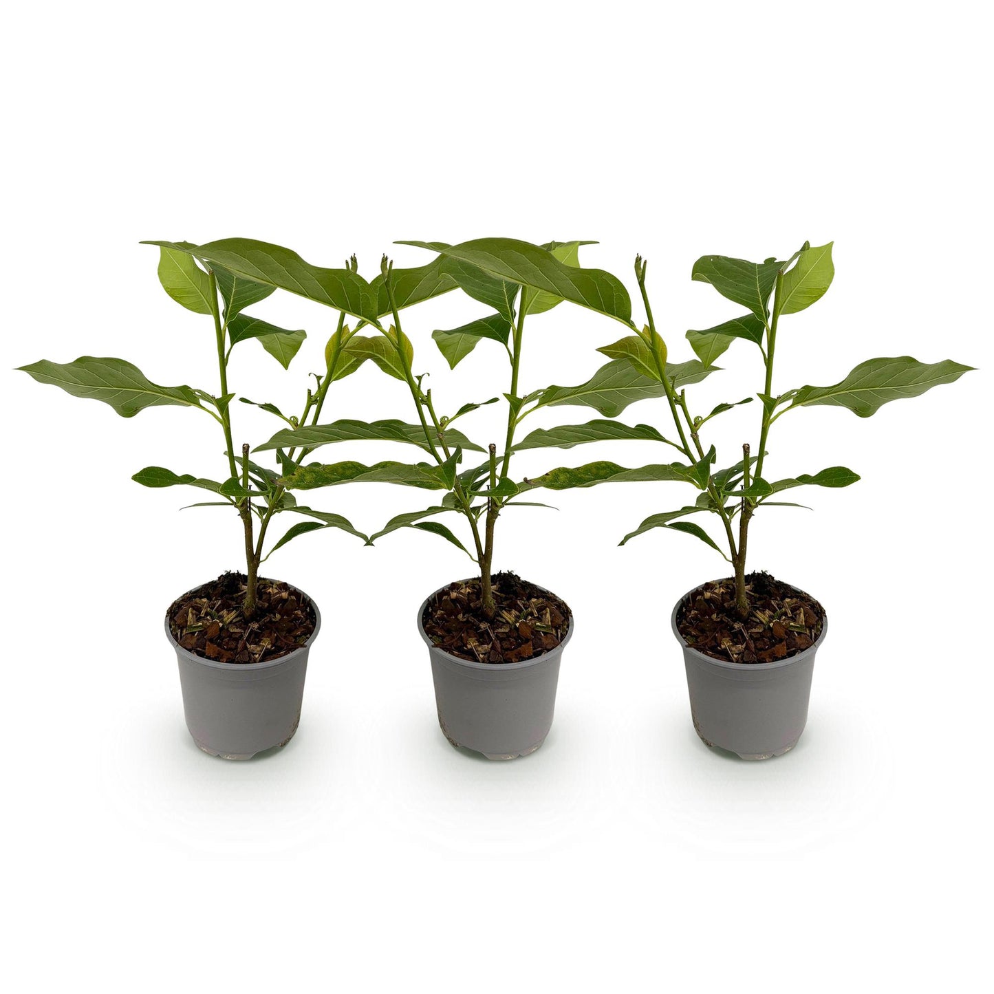 🌺 Magnolia ‘Genie’ – Paarse Magnolia | (3 stuks)