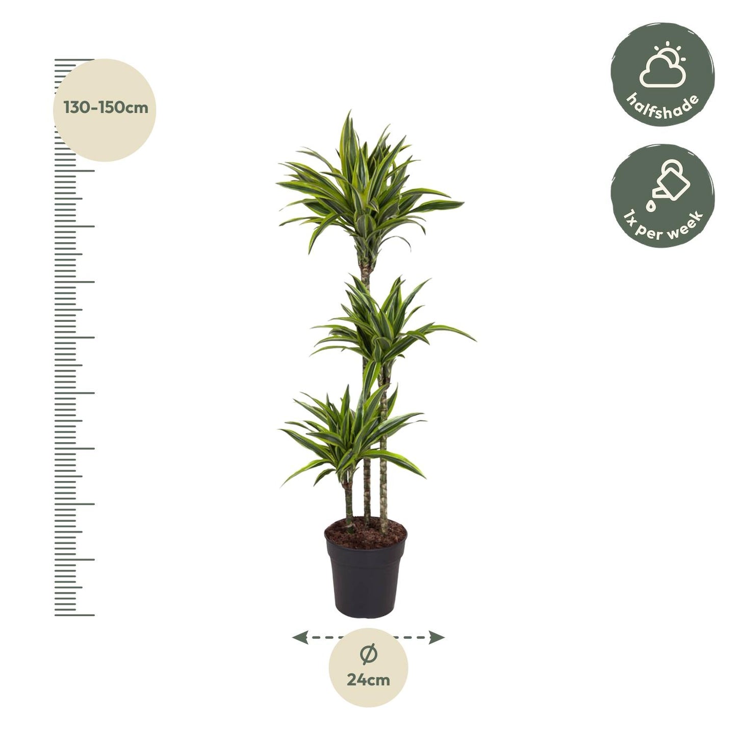 🌿 Dracaena Lemon Lime | Grote Luchtzuiverende Kamerplant