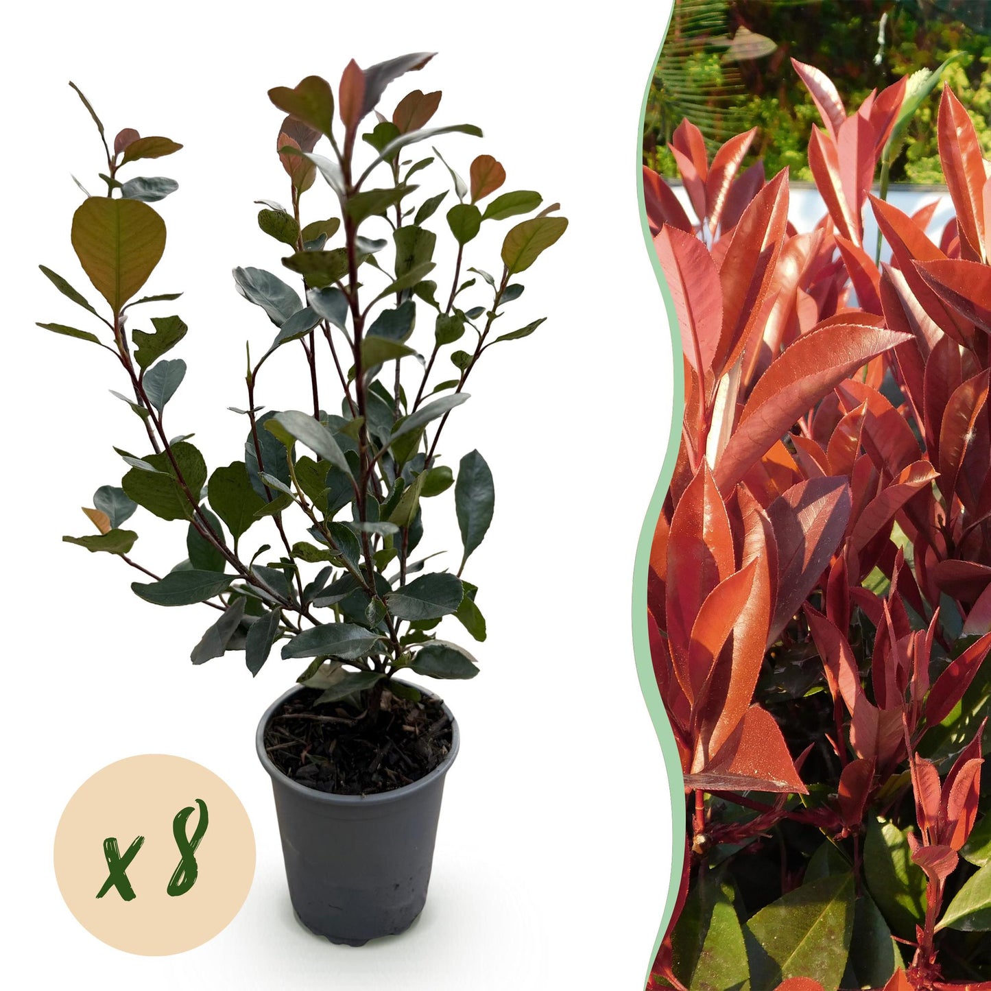 🌿 Photinia ‘Little Red Robin’ | Compacte Haagplant (8 Stuks)