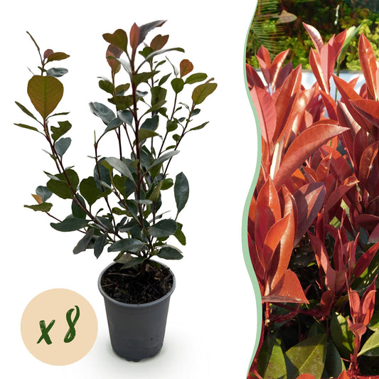 🌿 Photinia ‘Little Red Robin’ | Compacte Haagplant (8 Stuks)