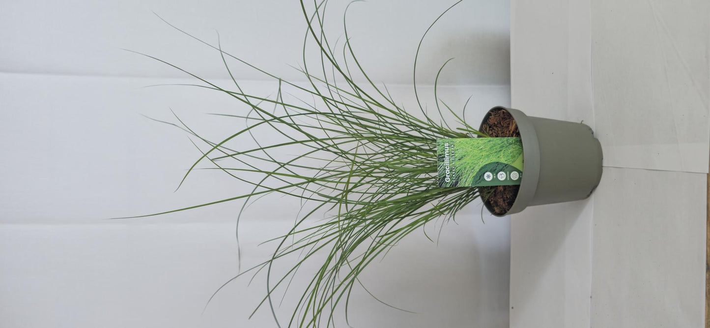 🌾 Miscanthus sinensis ‘Gracillimus’ – Prachtriet