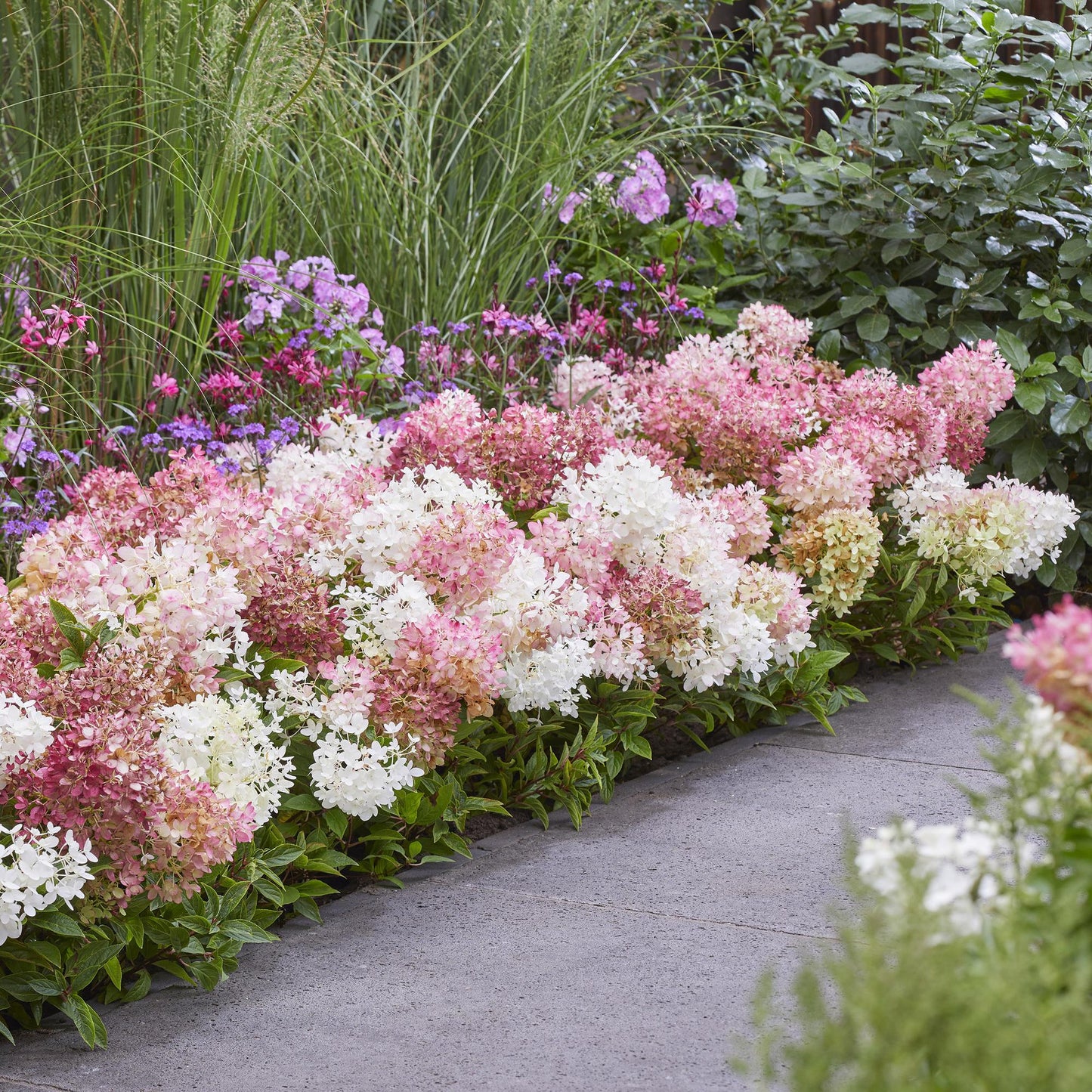 🌸 Hydrangea paniculata 'Groundbreaker Blush' – Pluimhortensia (8 stuks)