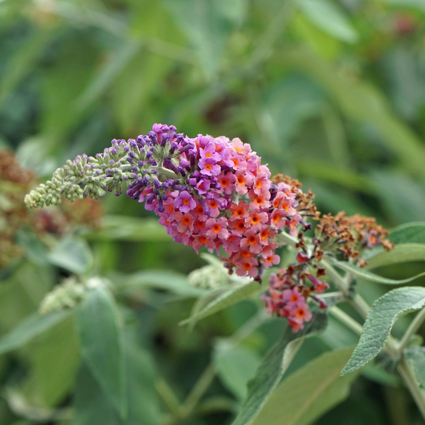 🦋 Buddleja davidii ‘Flower Power’ – Vlinderstruik
