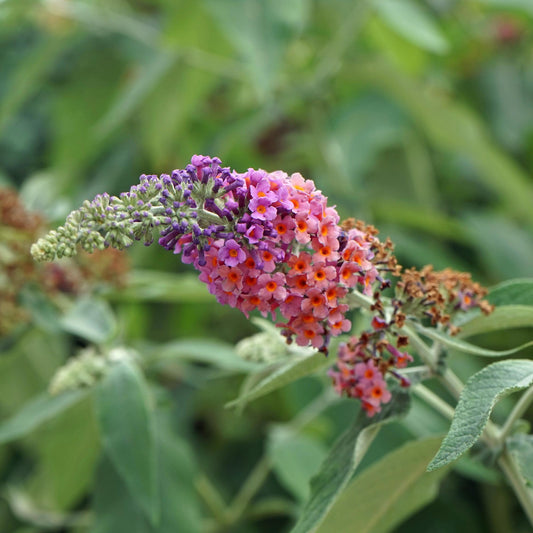 🦋 Buddleja davidii ‘Flower Power’ – Vlinderstruik