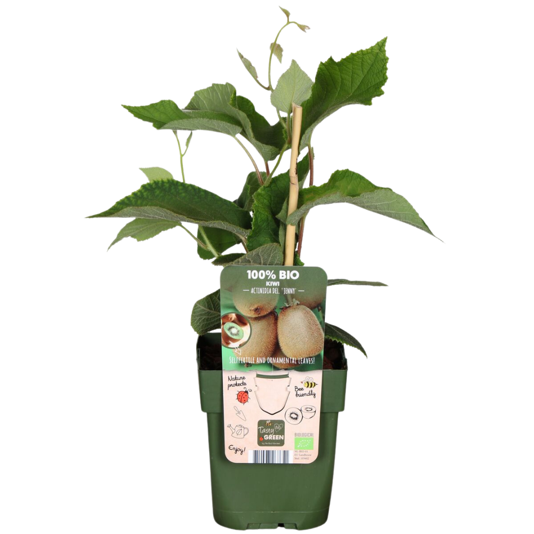 🍓 BIO Fruitplanten Mix ‘Zoete Oogst’ (3 Stuks)