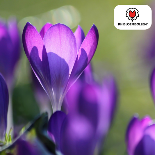 🌸  Krokus Paars Vroege Lentekleur & Verwilderingsbol (30 stuks)
