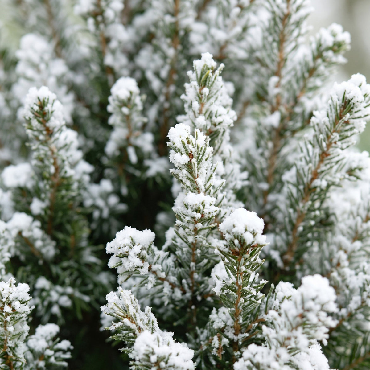 🎄 Picea glauca ‘Conica’ – Kegelspar met witte winteraccenten en jute zak