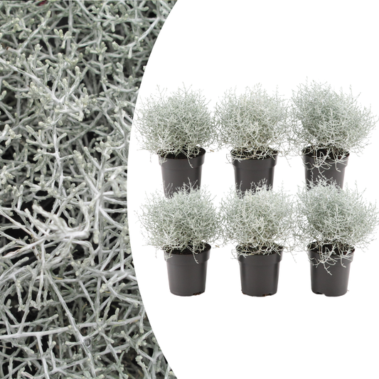 ❄️ Calocephalus (Zilverstruikje) – Ø10 cm – ↕15 cm | Winterharde Tuinplant