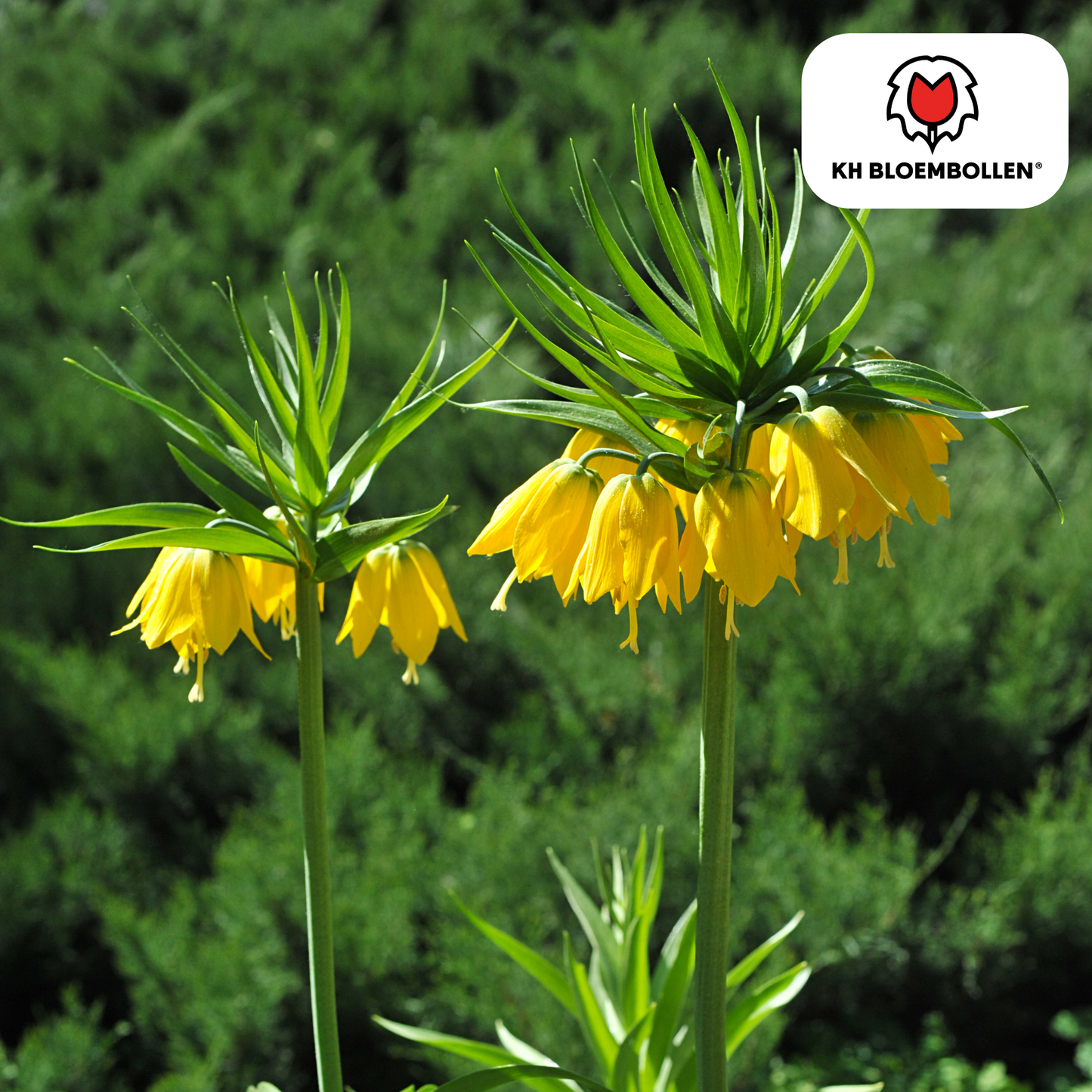 🌼 Fritillaria imperialis ‘Lutea’  Keizerskroon Geel & Insectenwerend (5 stuks)