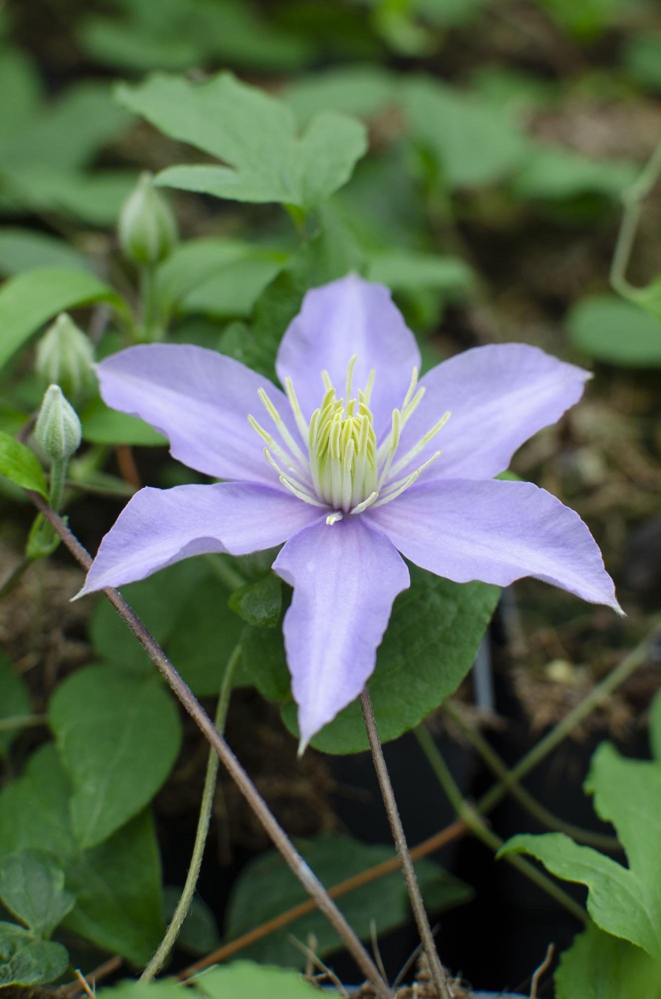 🌸 Clematis ‘Justa’ – Klimplant