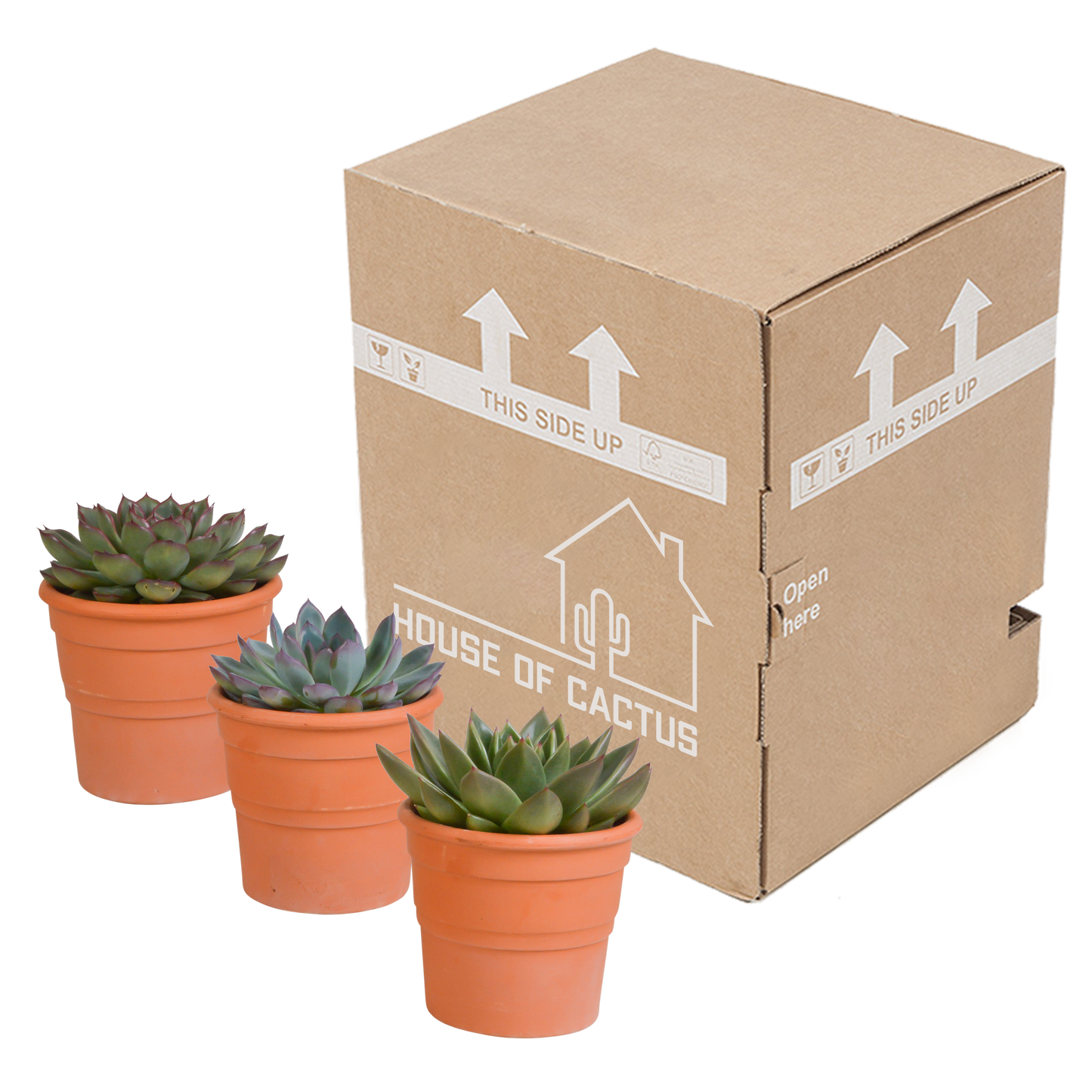 🌵 Echeveria Mix – Terracotta pot (3 stuks)