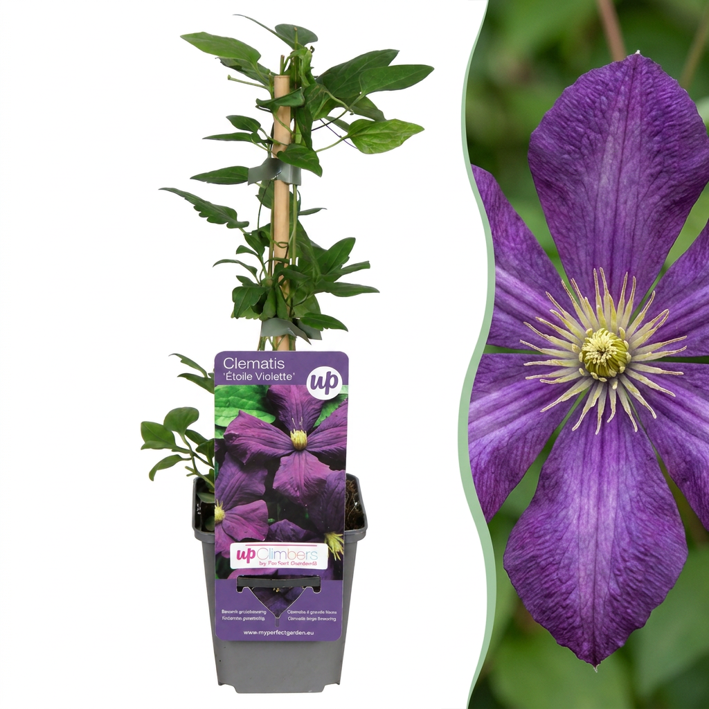 🌿 Clematis ‘Étoile Violette’ – Bosrank – Paars – Klimplant | (2 stuks)
