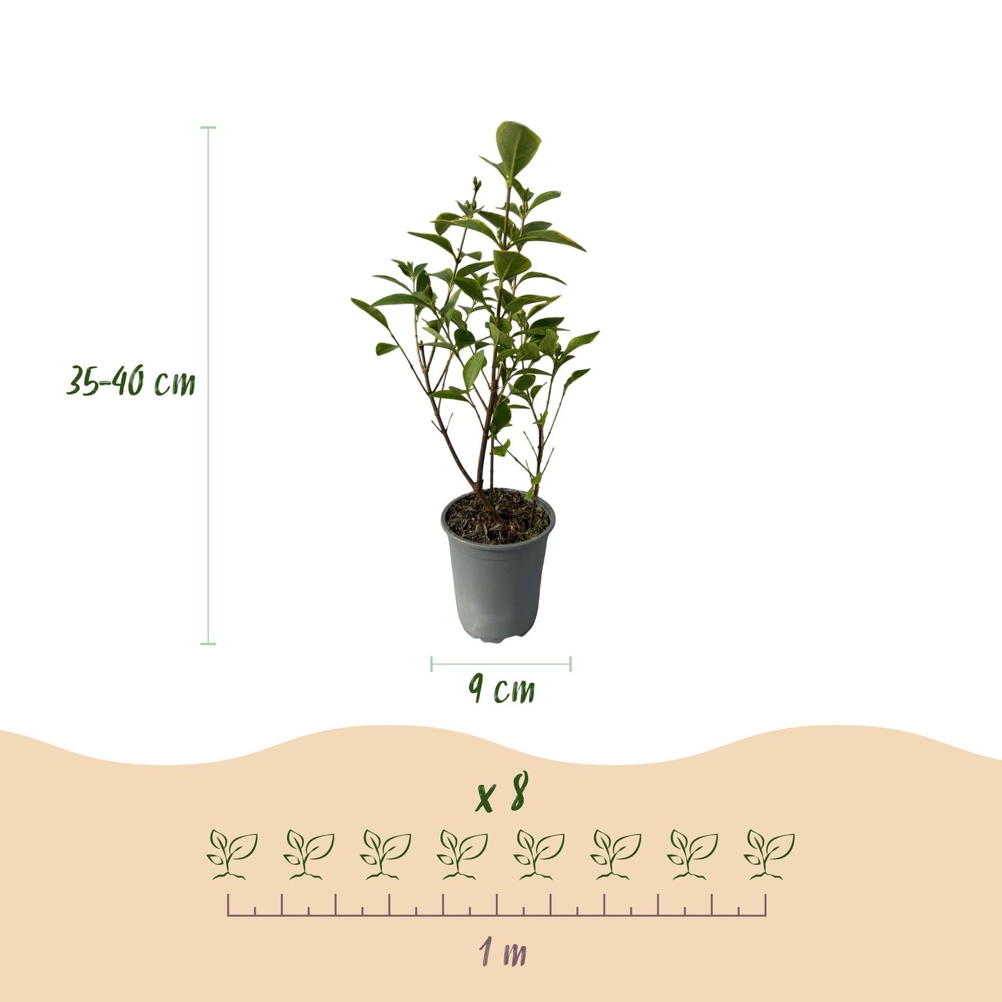 🌿 Ligustrum ovalifolium ‘Aureum’ | Bonte Ligusterhaag (8 Stuks)