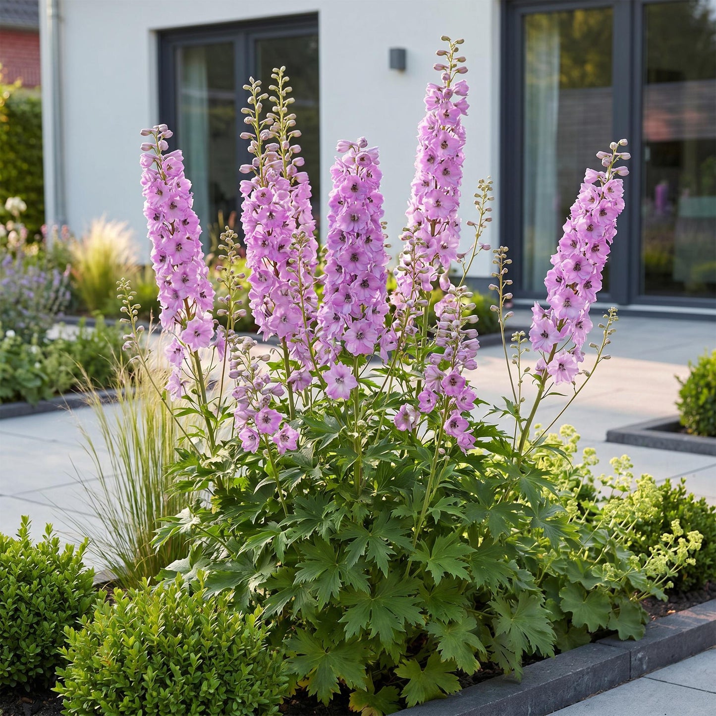 🌿 Delphinium (Pacific) 'Astolat' – Ridderspoor | 3 stuks