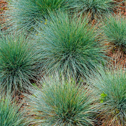 🌾 Festuca gautieri | Zwenkgras (24 Stuks)