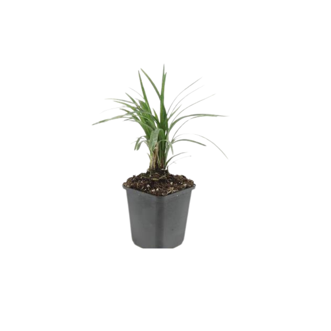 🌿 Liriope muscari 'Moneymaker' – Leliegras ( 48 stuks)
