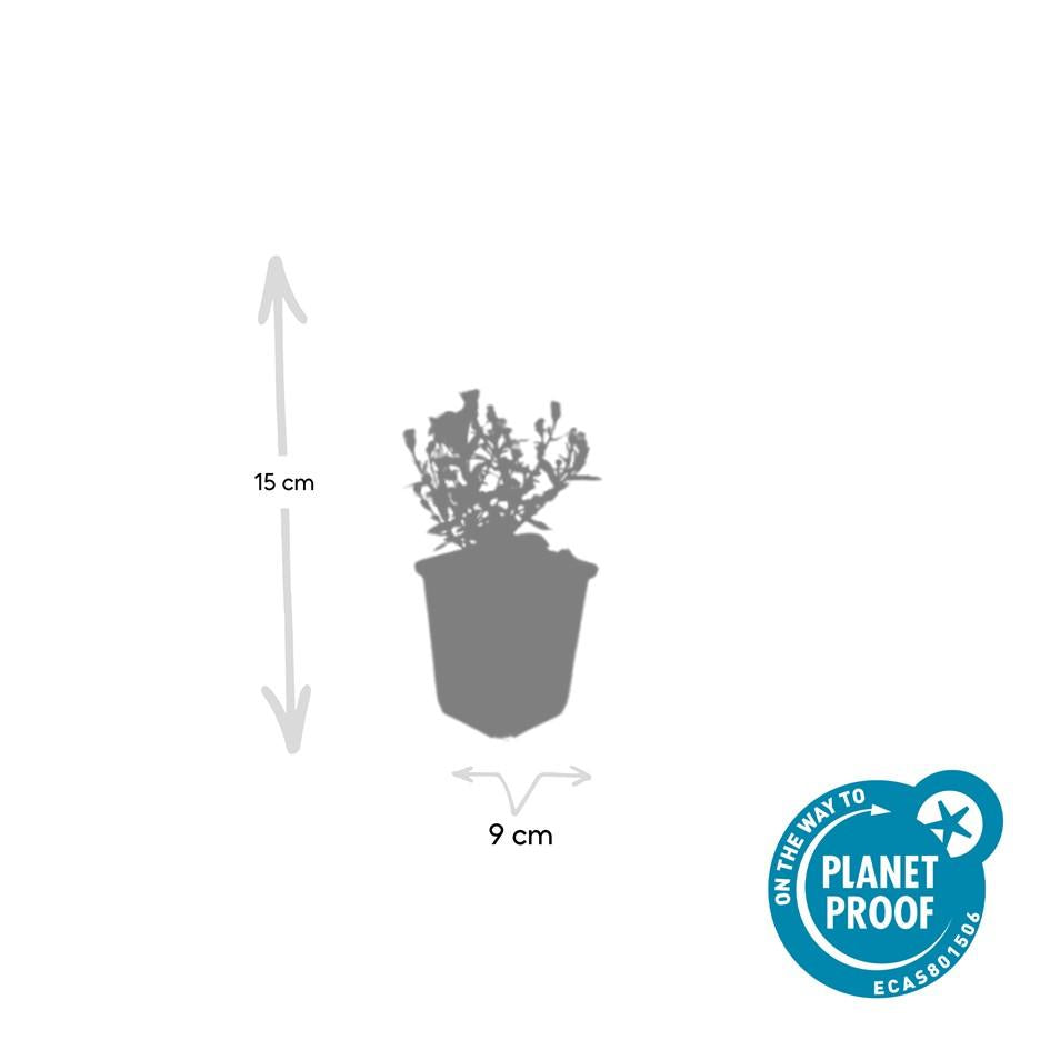 🌸 Aster ‘Prof. Anton Kippenberg’ – Winterharde Bloeiende Bodembedekker (24 stuks)