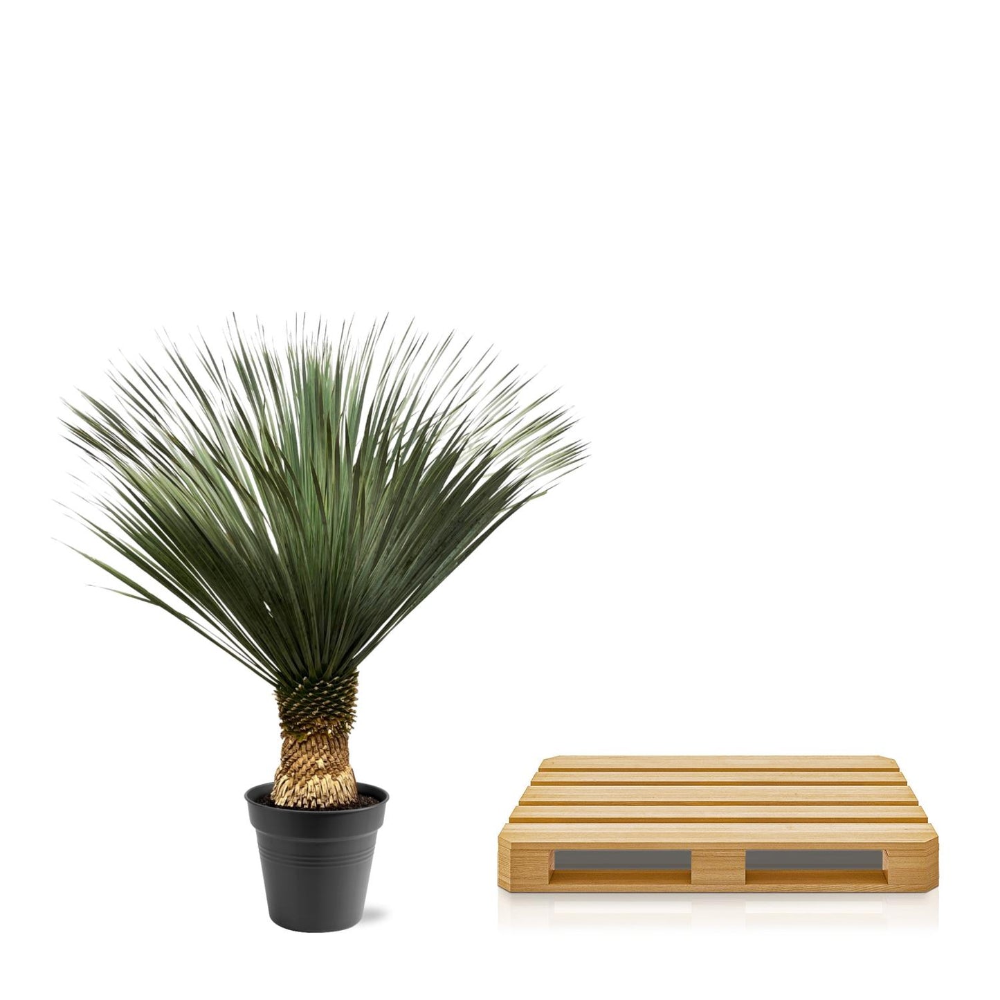 🌵 Yucca Rostrata – Blauwe Palmlelie