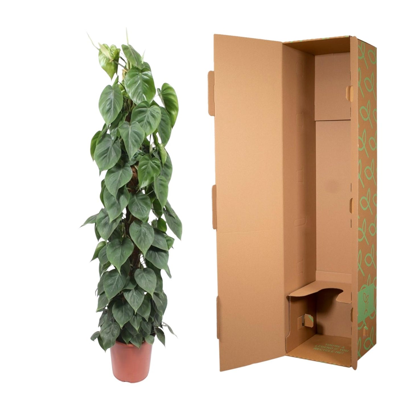 🌿 Philodendron Scandens | Grote Klimplant met Mosstok