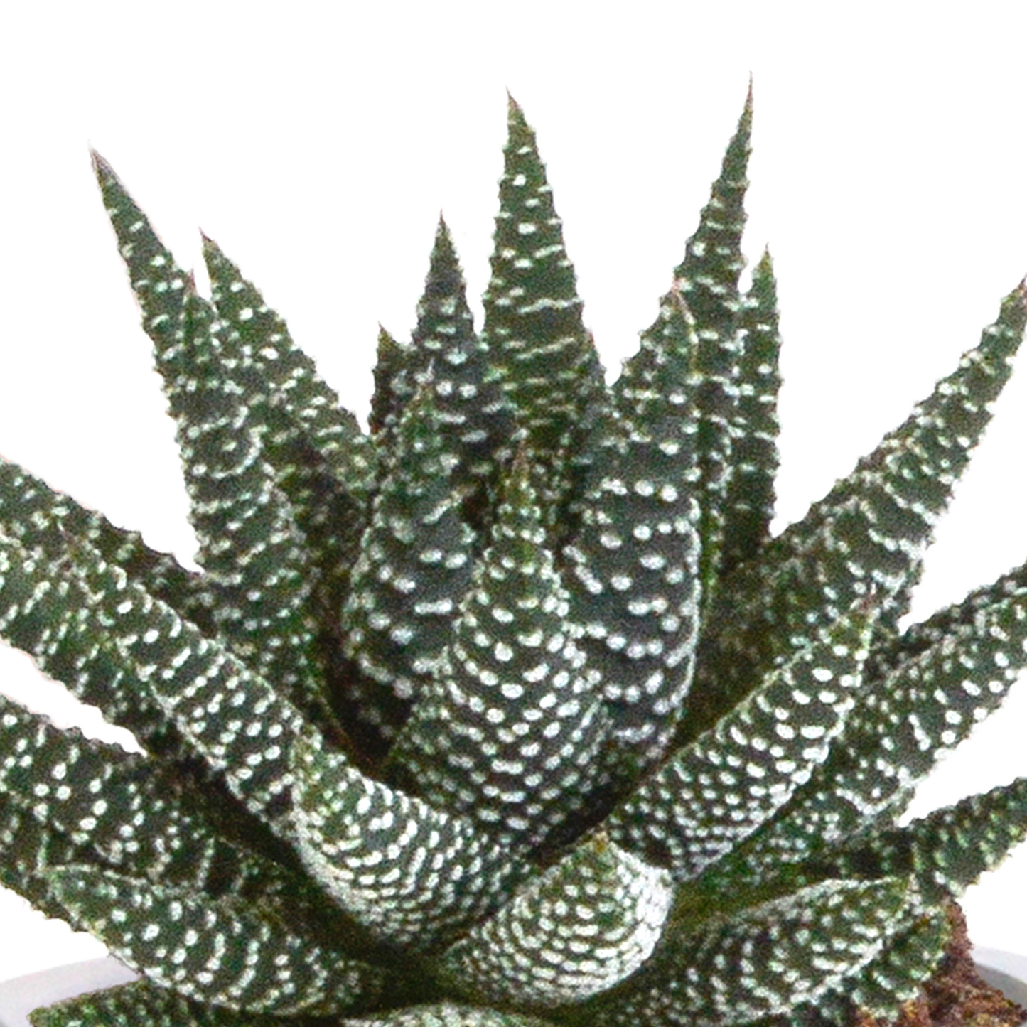 🌵 Gasteria & Haworthia Mix – Terracotta pot (3 stuks)