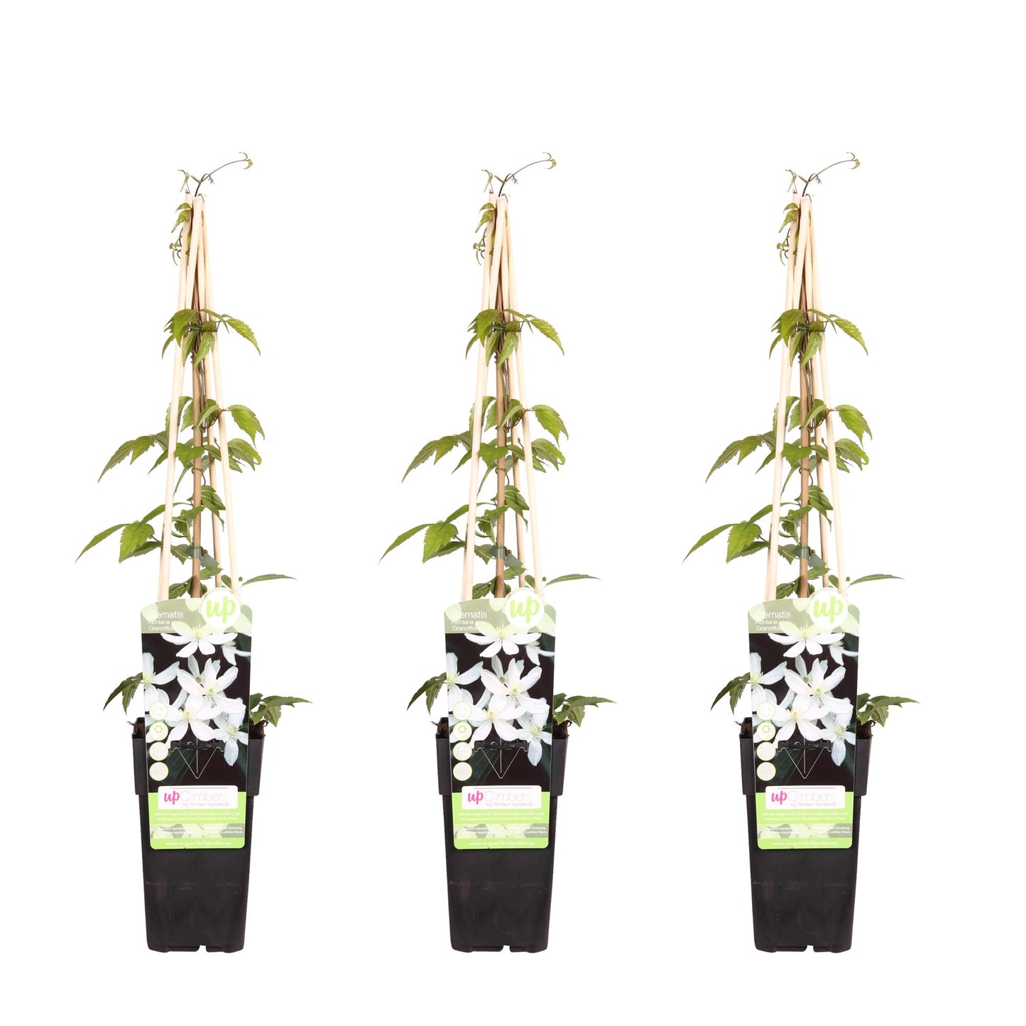 🌸 Clematis montana ‘Grandiflora’ – Klimplant (3 Stuks)