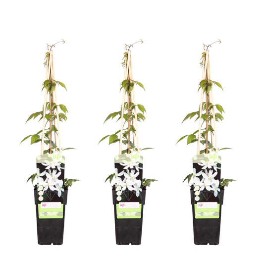 🌸 Clematis montana ‘Grandiflora’ – Klimplant (3 Stuks)