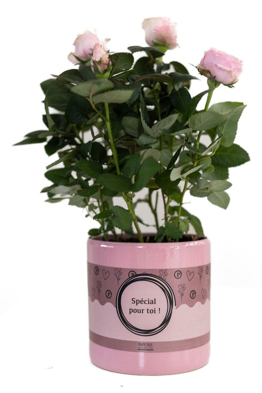 🌸 Rosa ‘Light Pink’ – Lichtroze Kamerroos Cadeauplant