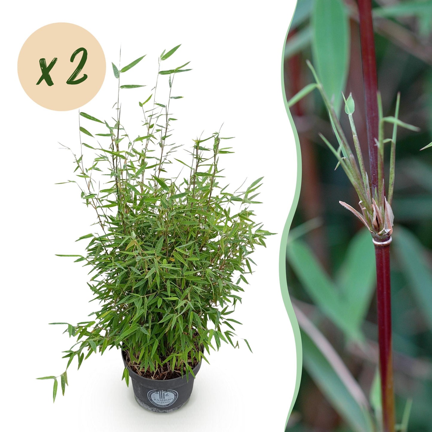 🎋 Fargesia nitida ‘Red Dragon’ | Niet-woekerende Bamboe (2 stuks)
