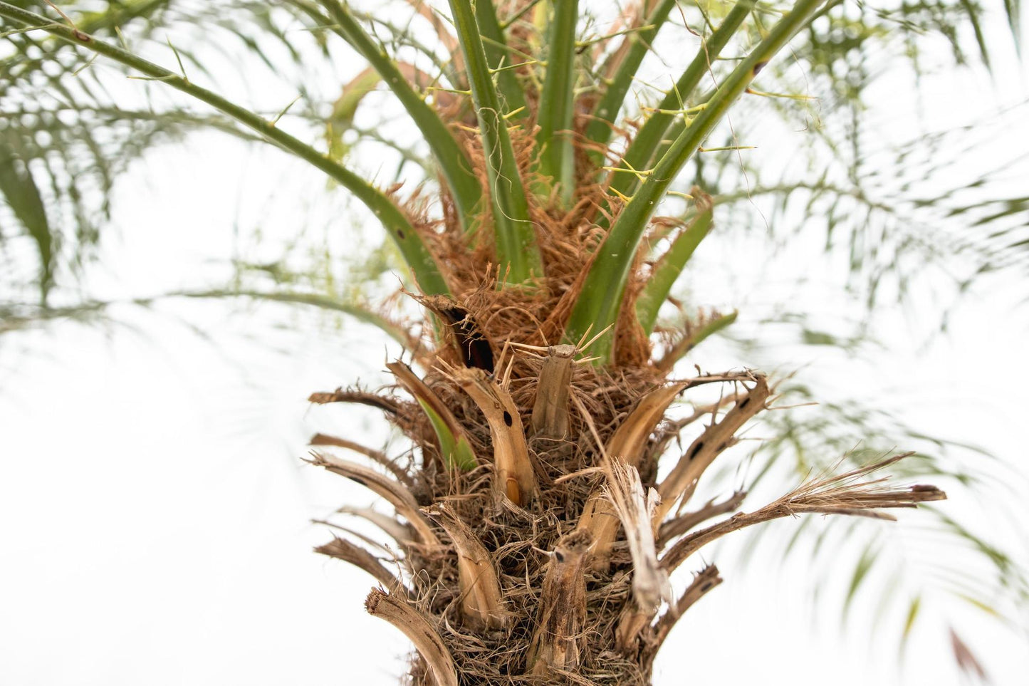 🌴 Phoenix Roebelenii – Elegante Dwergdadelpalm