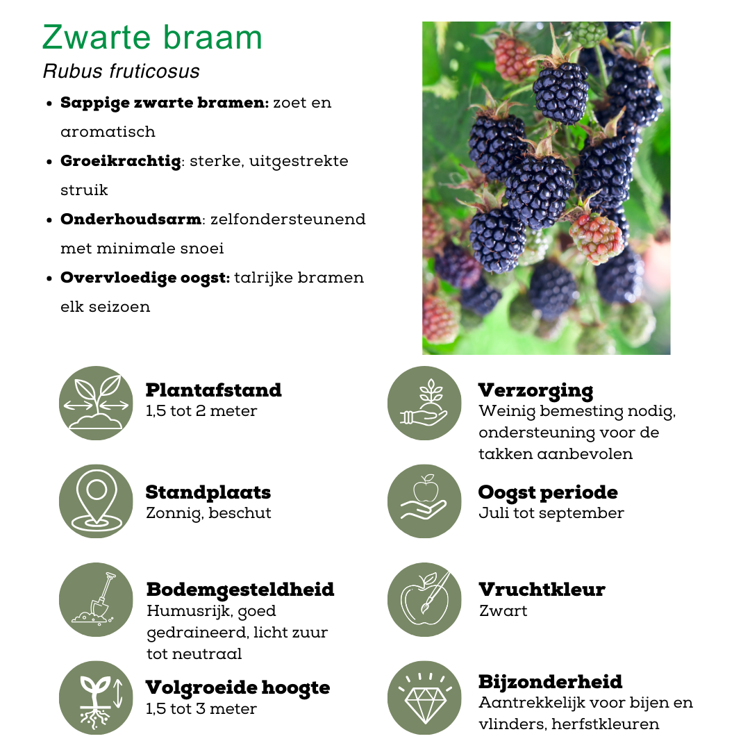 🍓 BIO Fruitplanten Mix ‘Zomervruchten’ (4 Stuks)