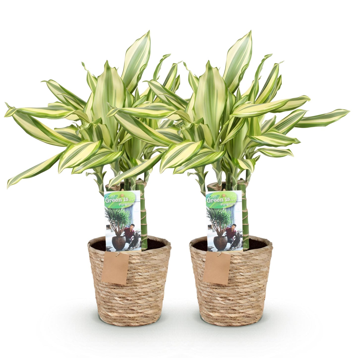🌿 Dracaena Diamond Dream | Makkelijke Kamerplant met Mand