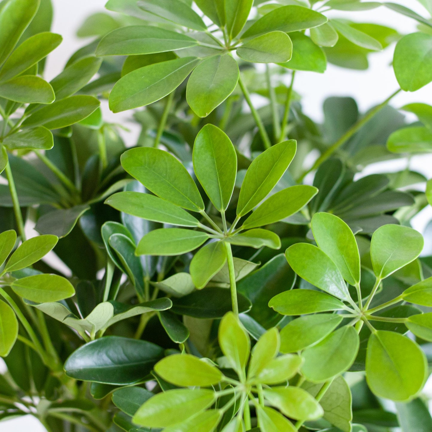 🌿 Schefflera Arboricola ‘Nora’ – Vingerplant met Vibers Pot Wit
