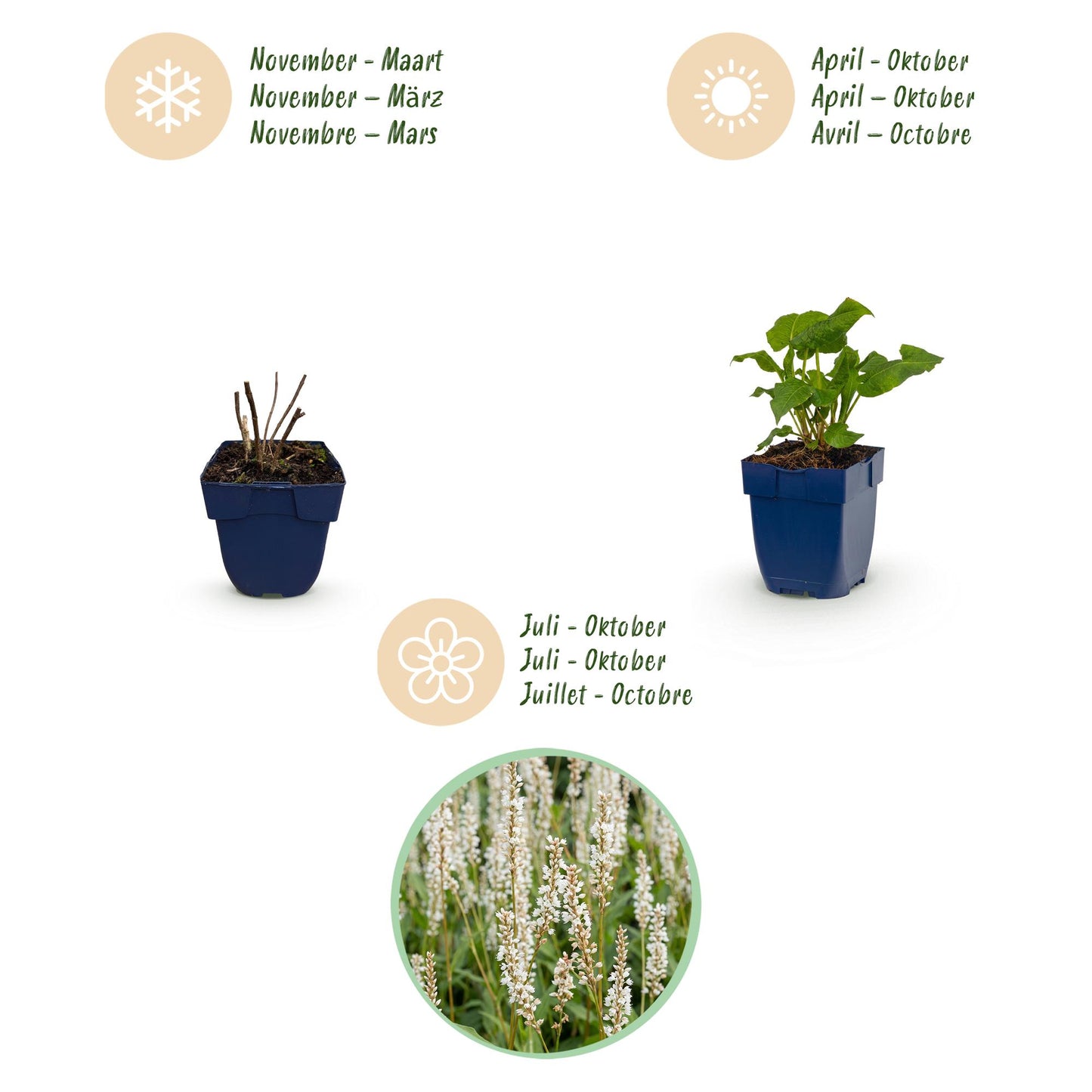 🌿 Persicaria amplexicaulis 'Alba' – Witte Duizendknoop | 3 stuks