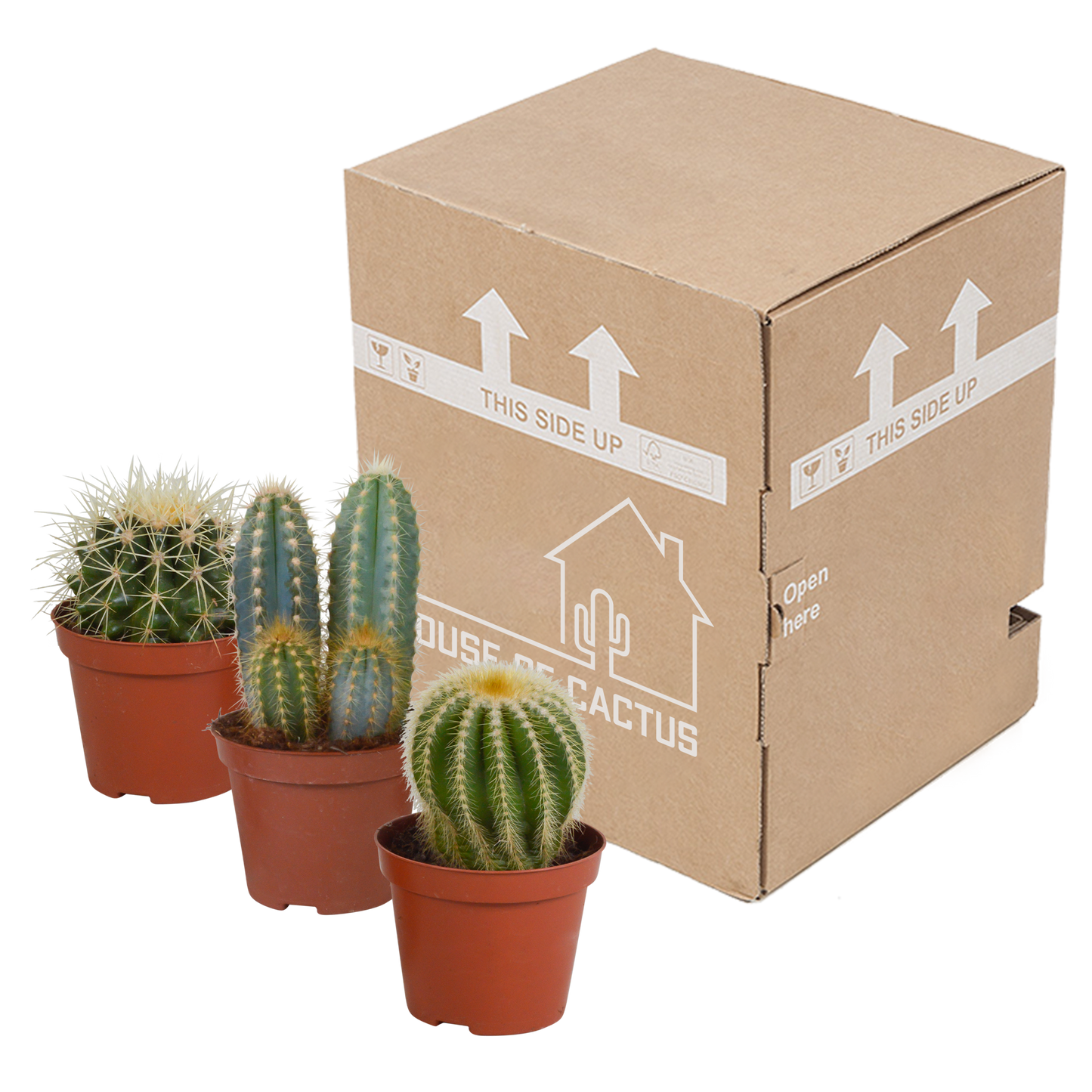 🌵 Cactus Mix –Zonder Pot (3 stuks)