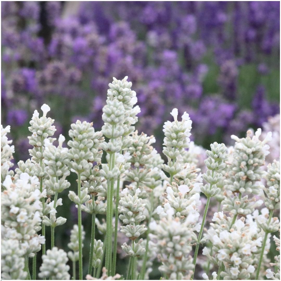 🤍 Lavandula angustifolia ‘White’ – Witte Lavendel (24 stuks)
