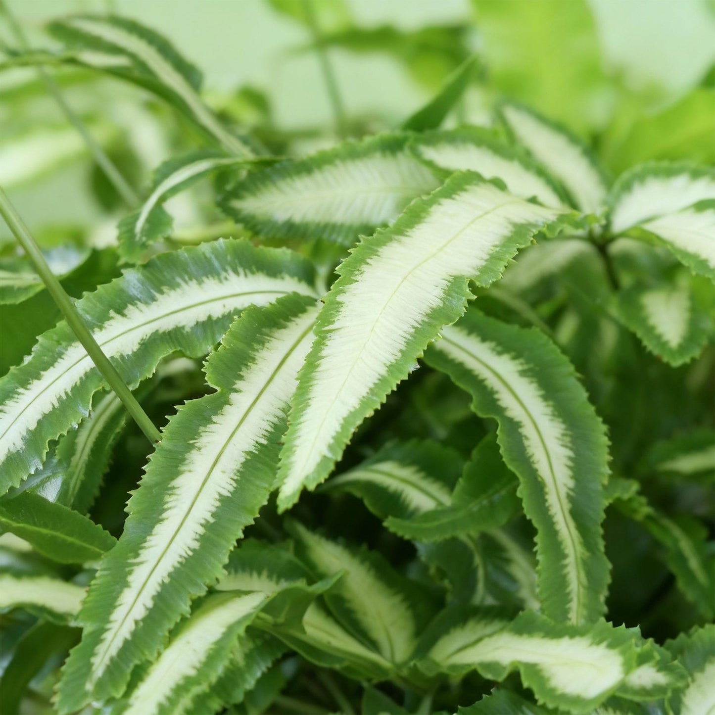 🌿 Pteris Albolineata | Diervriendelijke Lintvaren met Witte Pot (2 stuks)