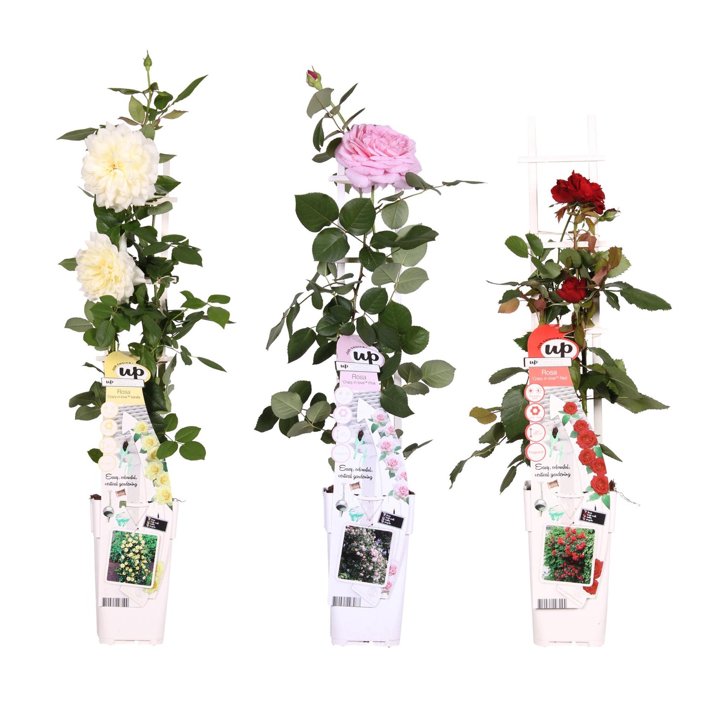 🌹 Rosa Mix – Kleurrijke Klimrozen Mix | (3 stuks)