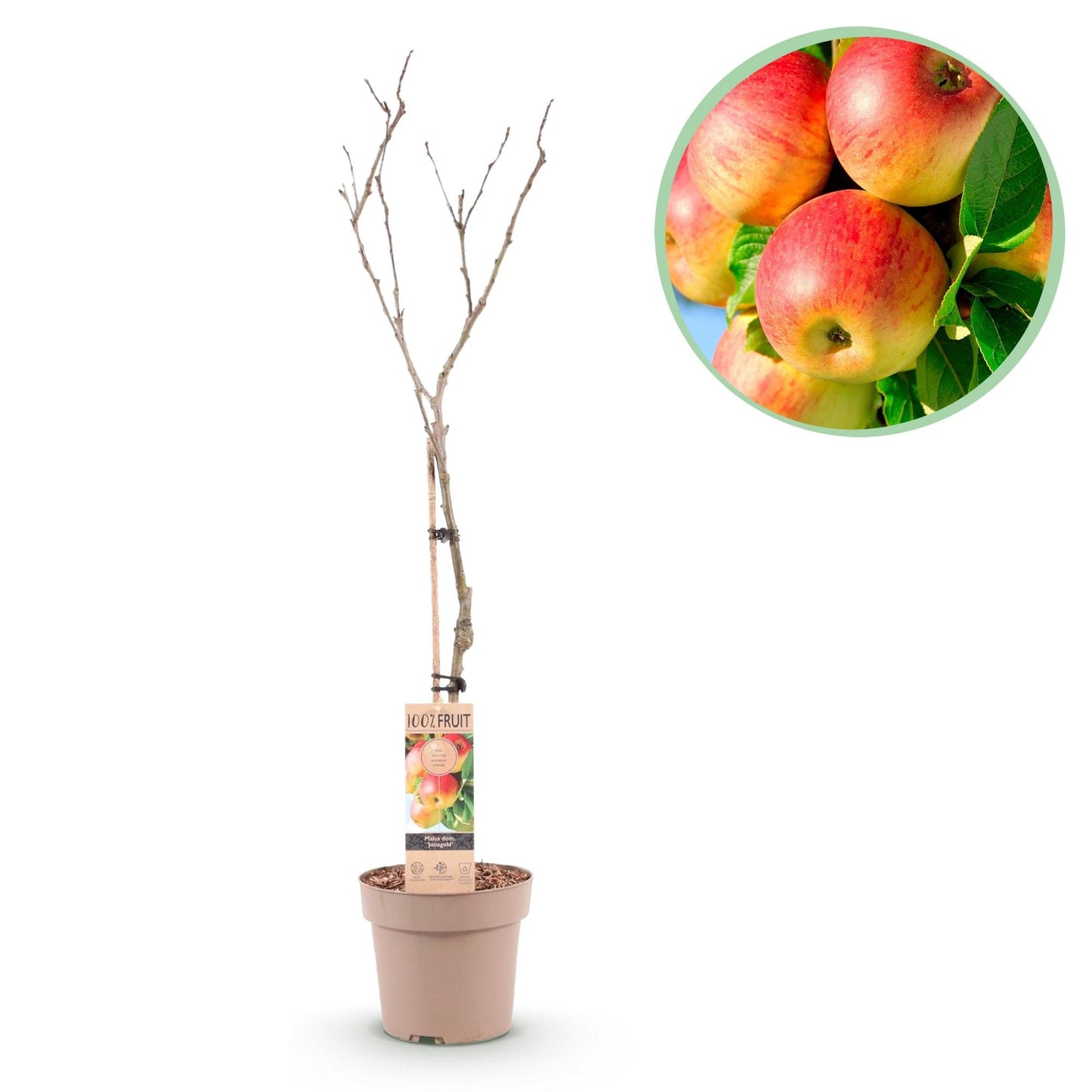 🍏 Malus domestica ‘Jonagold’ – Appelboom