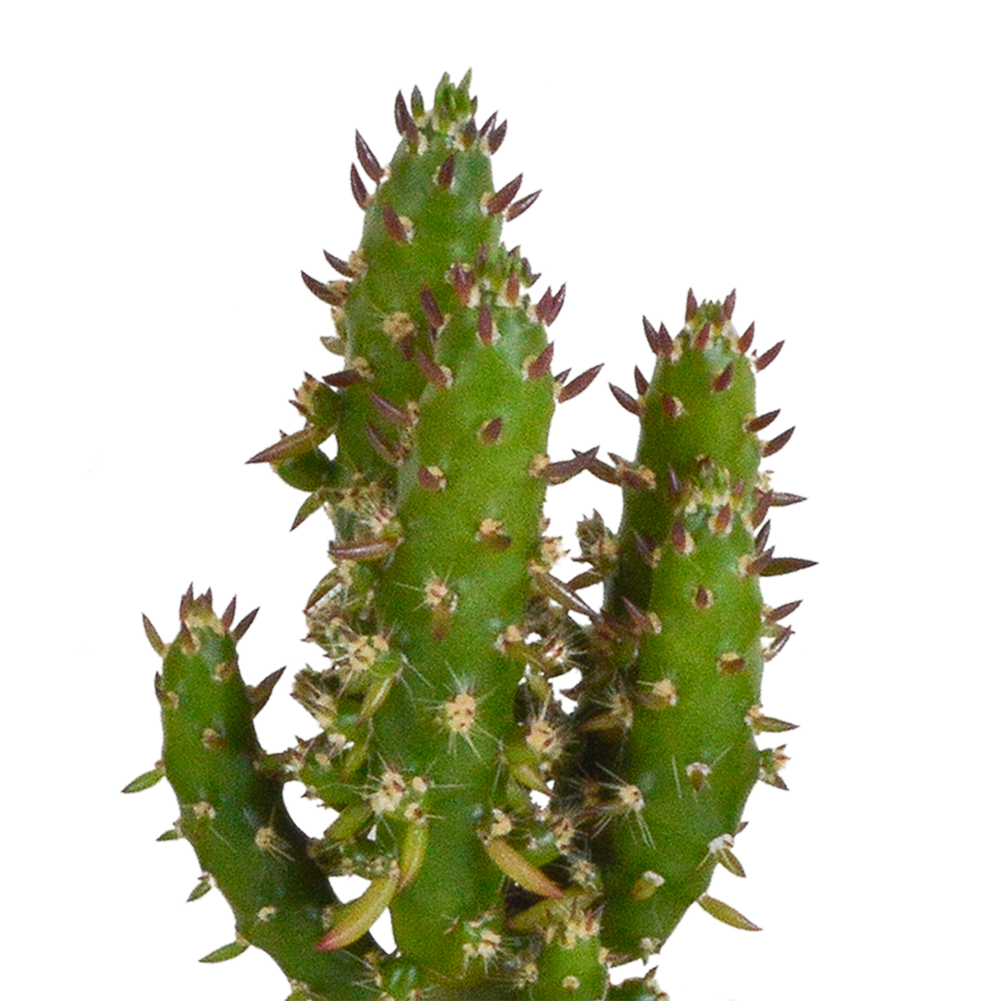🌵 Cactus & Vetplanten Mix –  In witte pot (15 stuks)