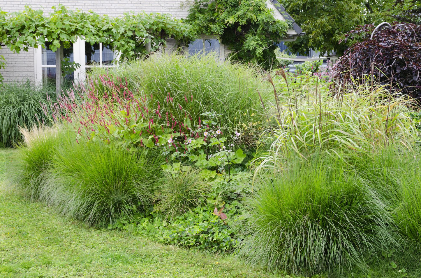 🌾 Miscanthus sinensis ‘Ferner Osten’ – Prachtsiergras met Rode Pluimen