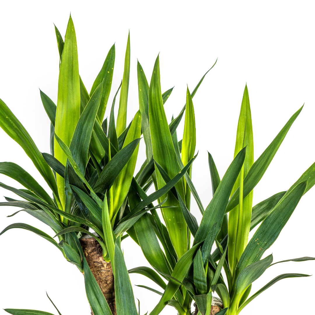 🌿 Yucca Elephantipes