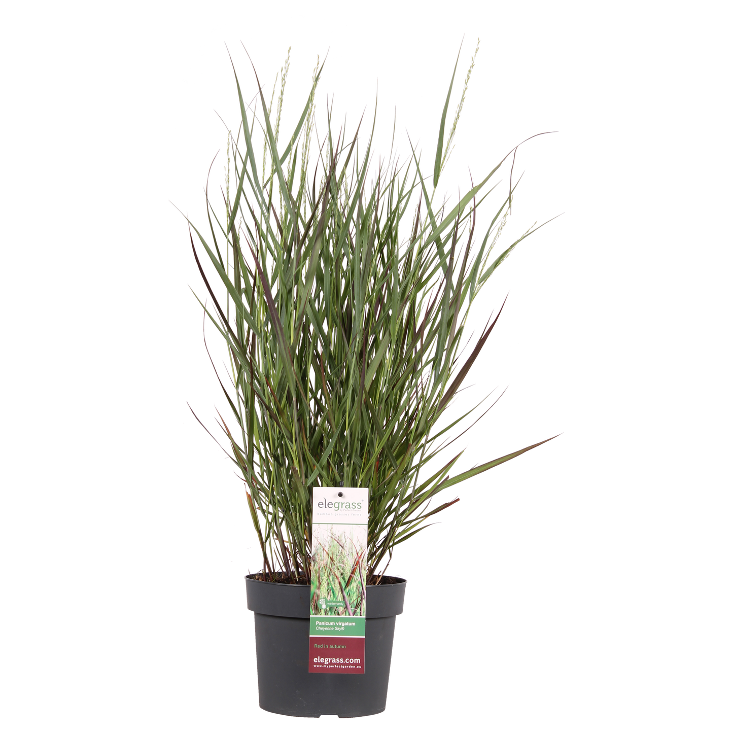 🔥 Panicum virgatum ‘Cheyenne Sky’ – Rood Siergras
