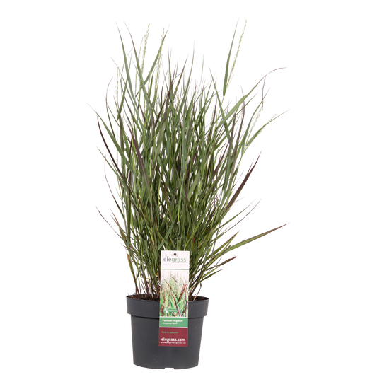 🔥 Panicum virgatum ‘Cheyenne Sky’ – Rood Siergras