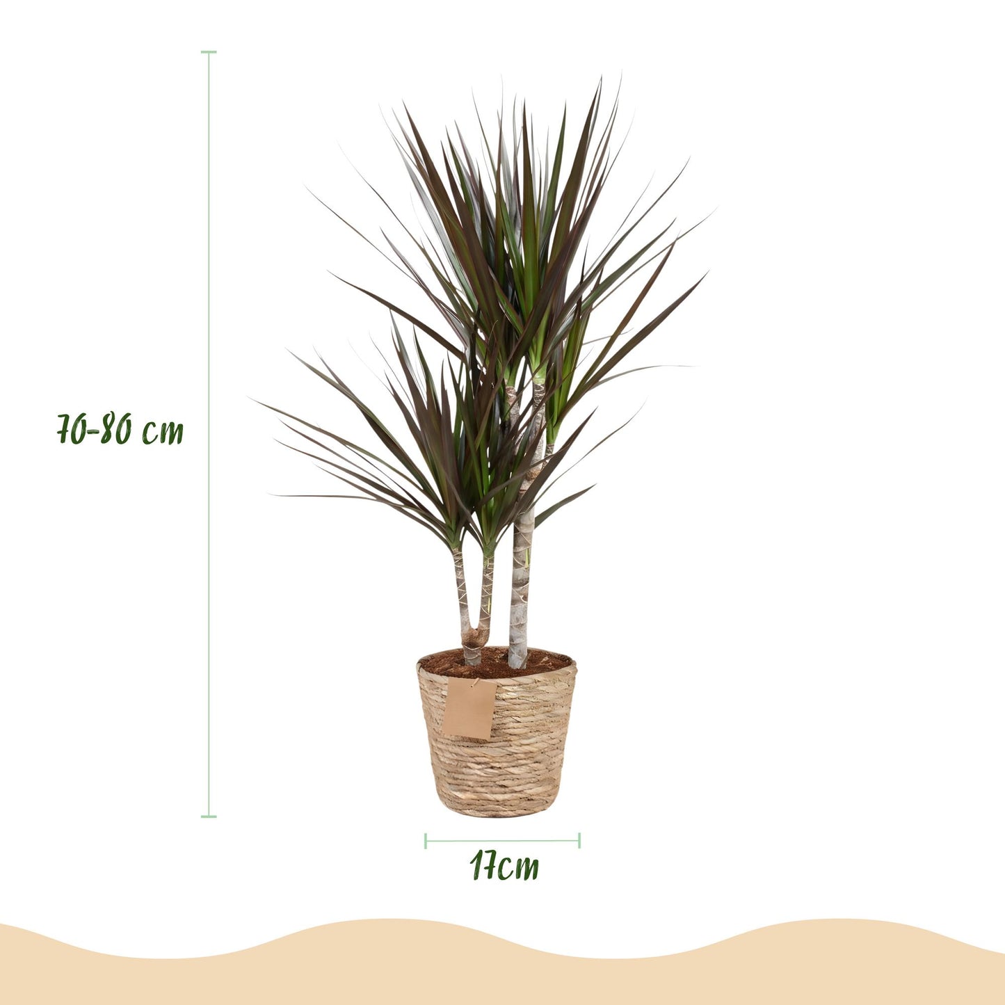 🌿 Dracaena ‘Magenta’ | Drakenbloedboom met Mand (2 Stuks)