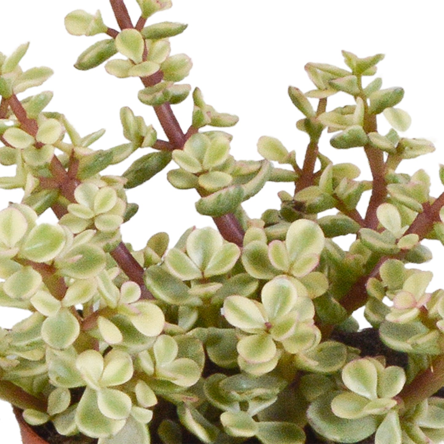 🌵 Crassula Mix in witte pot (3 stuks)