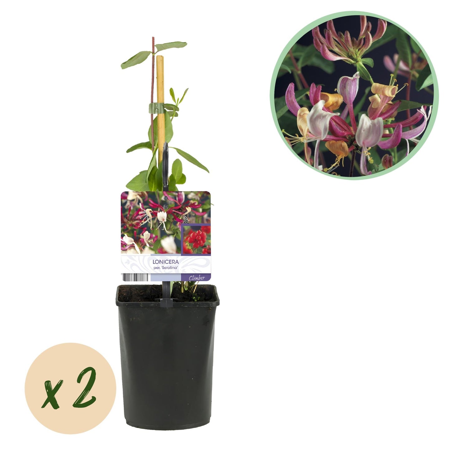 🌸 Lonicera serotina – Kamperfoelie (2 Stuks)