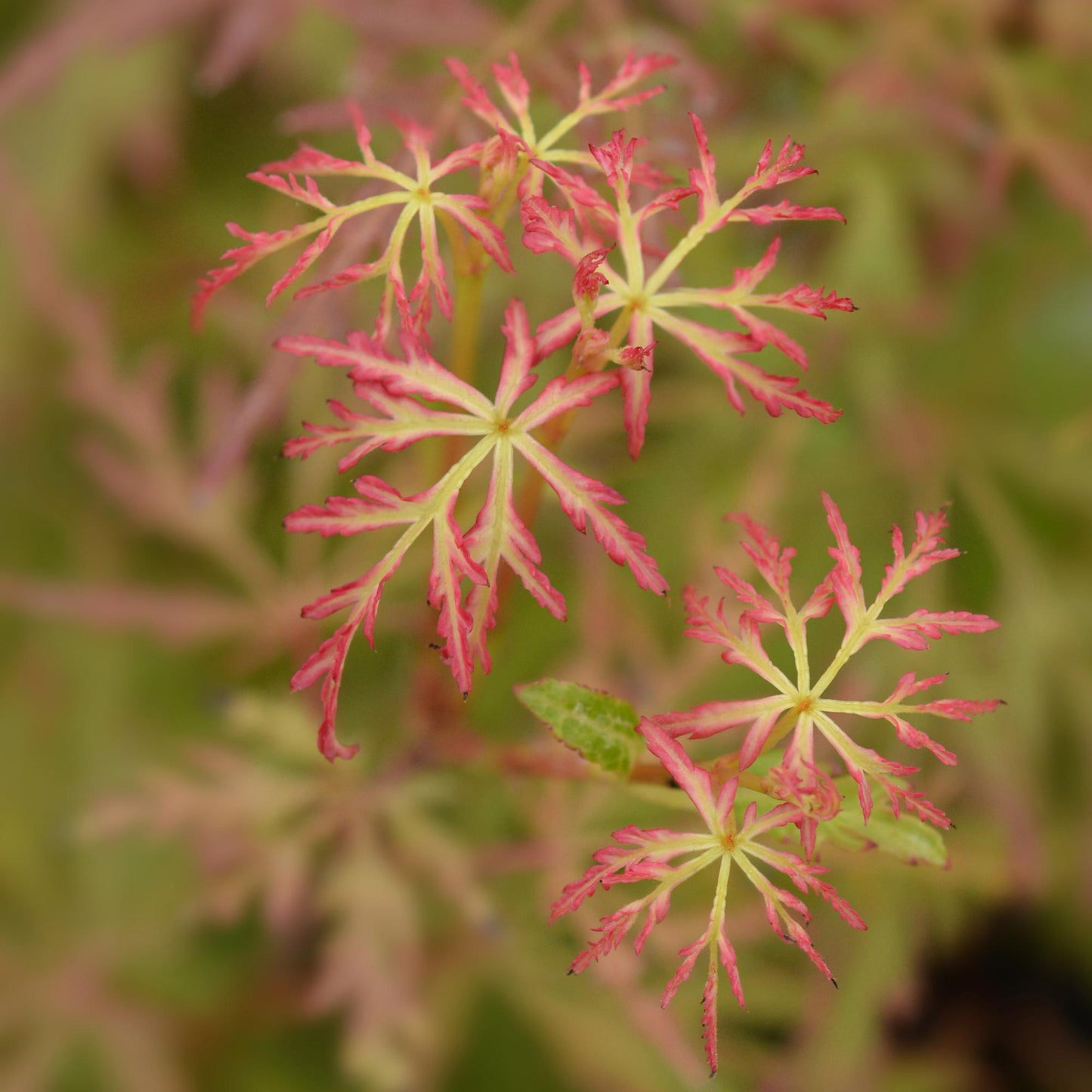 🍁 Acer palmatum ‘Seiryu’ – Japanse Esdoorn Groen (3 stuks)